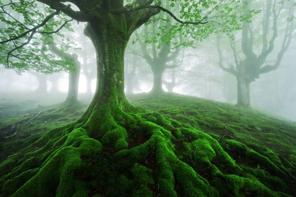 forest of trees covered in green moss